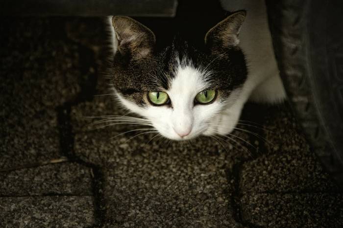 Gato (Foto: Pixabay)
