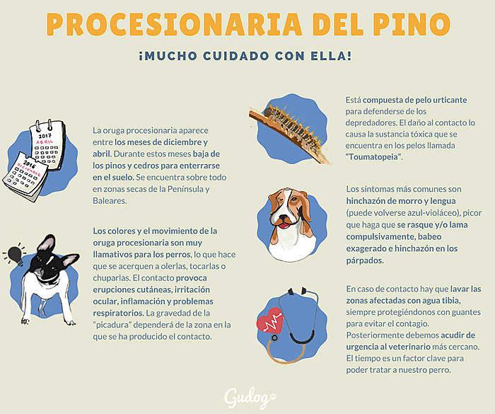 procesionaria del pino