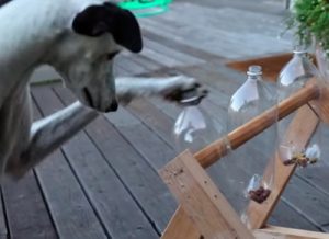 JUGAR Y EDUCAR A LOS CACHORROS