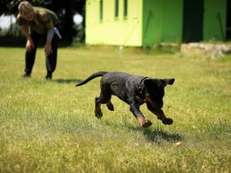 Perro jugando