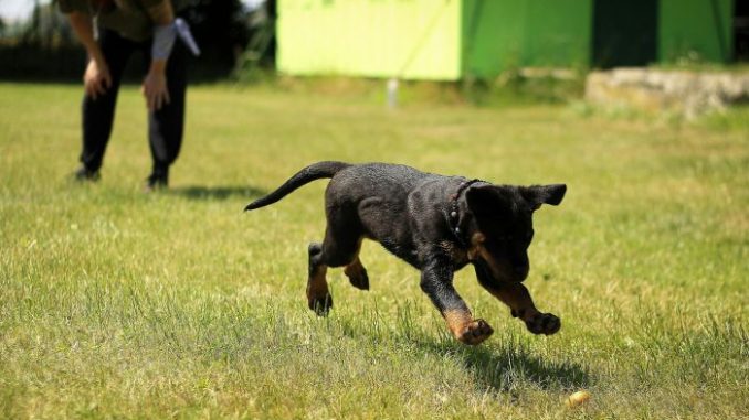 Perro jugando