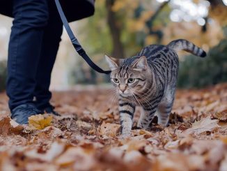 Un gato paseando por el bosque