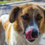 Dieta BARF: qué es y cómo influye en los perros