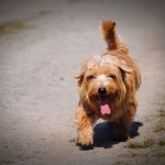 Golpe de calor en perros y cómo evitarlo