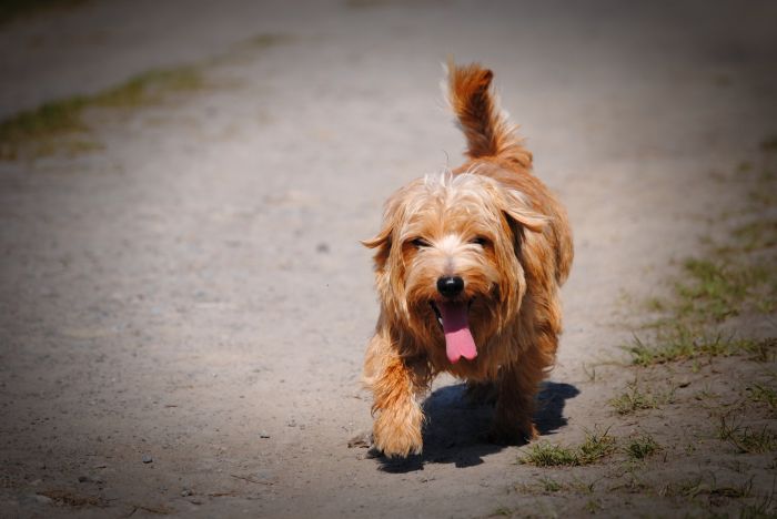 perros calor verano
