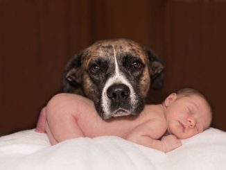 perro y niños bebe