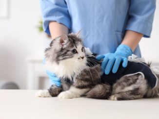 gata veterinario