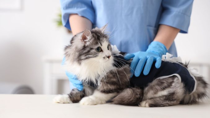 gata veterinario