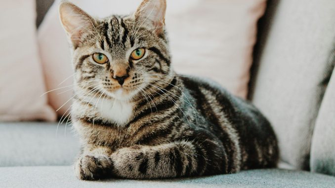 gato