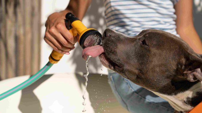 golpe de calor perros Mascotas en verano