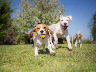 juegos juguetes perros