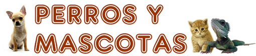 Perros y mascotas