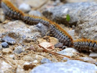 oruga procesionaria
