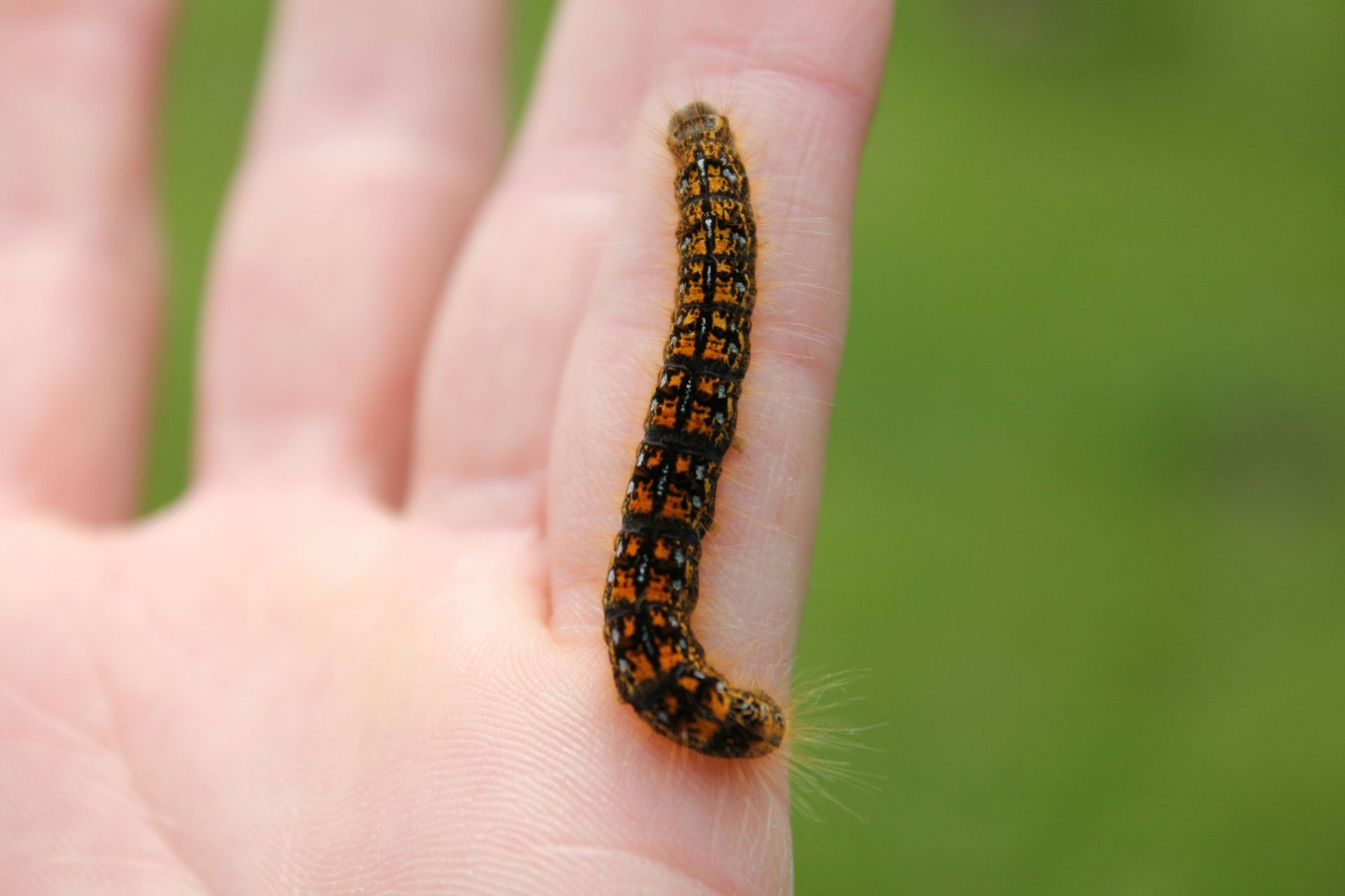 oruga procesionaria