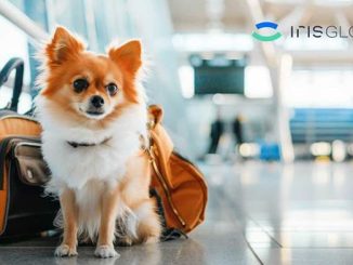 perro chihuahua viajes avion