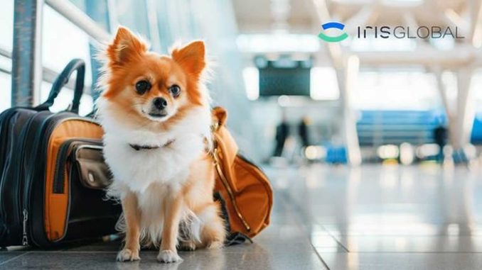 perro chihuahua viajes avion