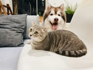 perro gato