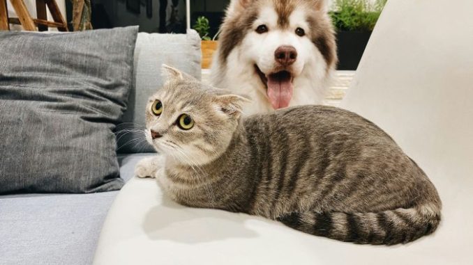 perro gato