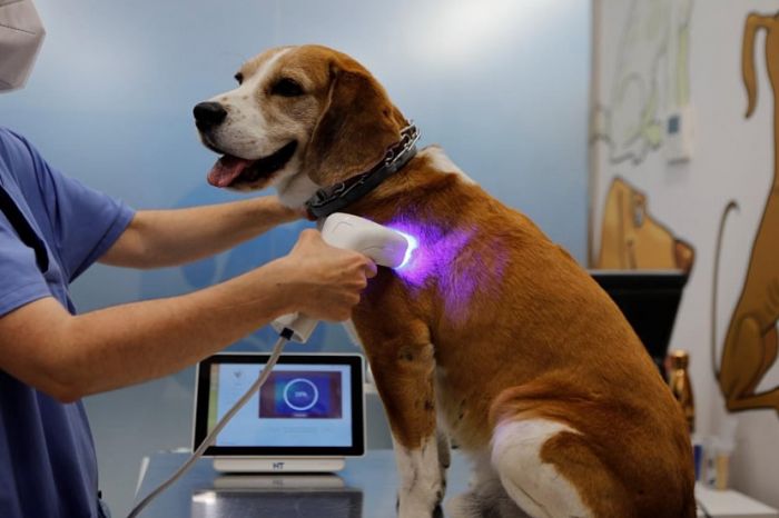 perro veterinario examen