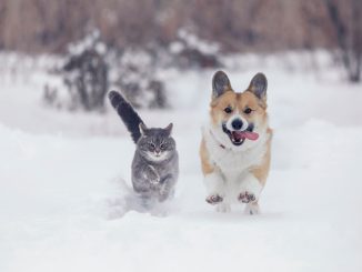 perros y gatos invierno