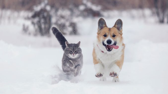 perros y gatos invierno