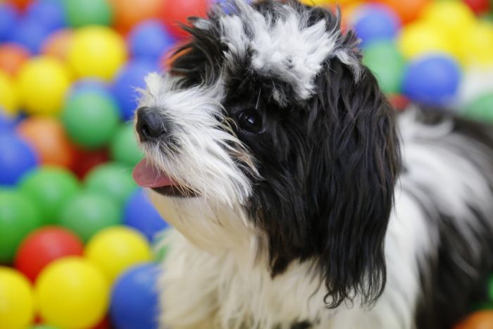 piscina de bolas para perros