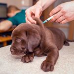 Vacunas para perros: lista de las que son imprescindibles
